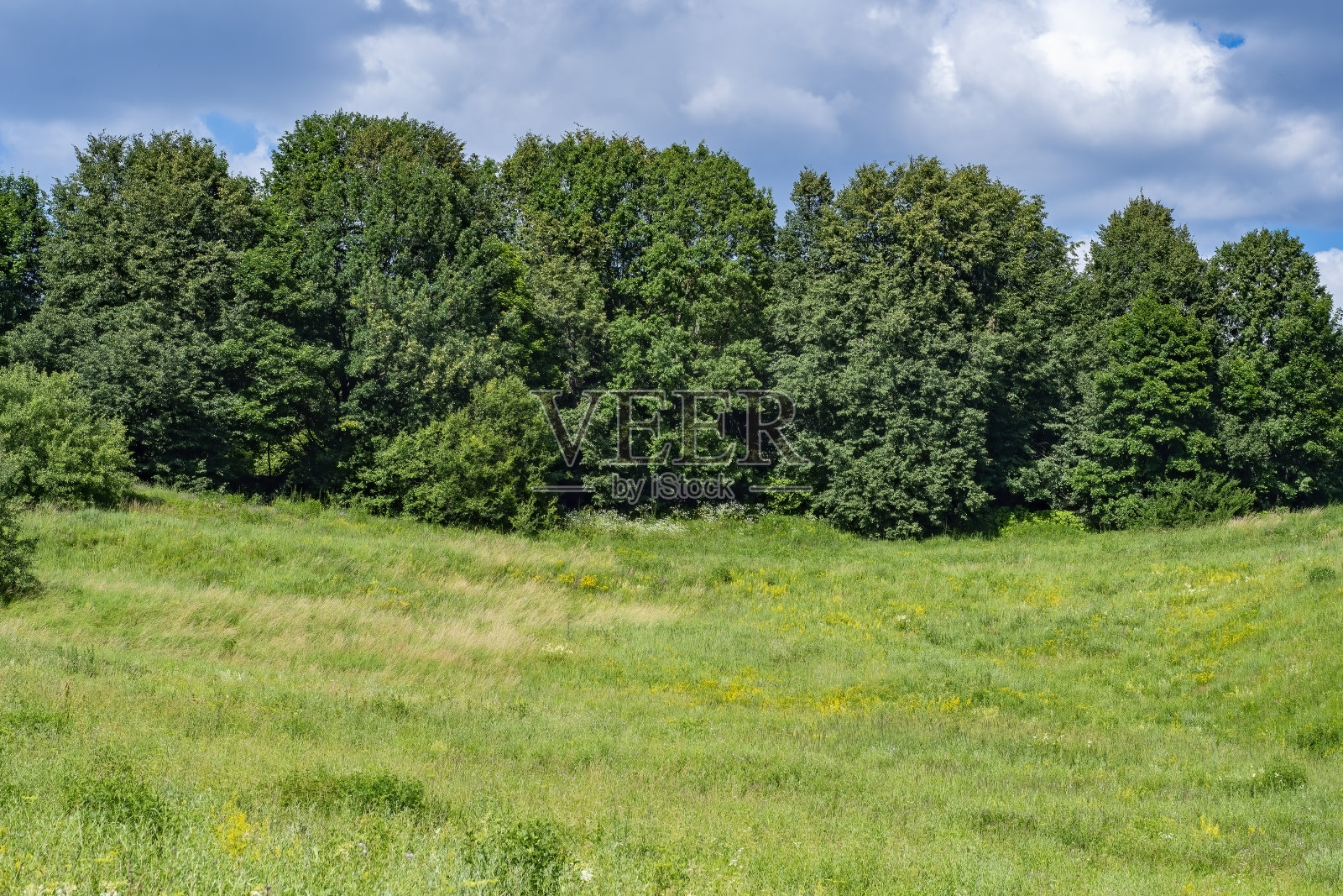 有田野和森林的景观。夏日背景与乡村。照片摄影图片