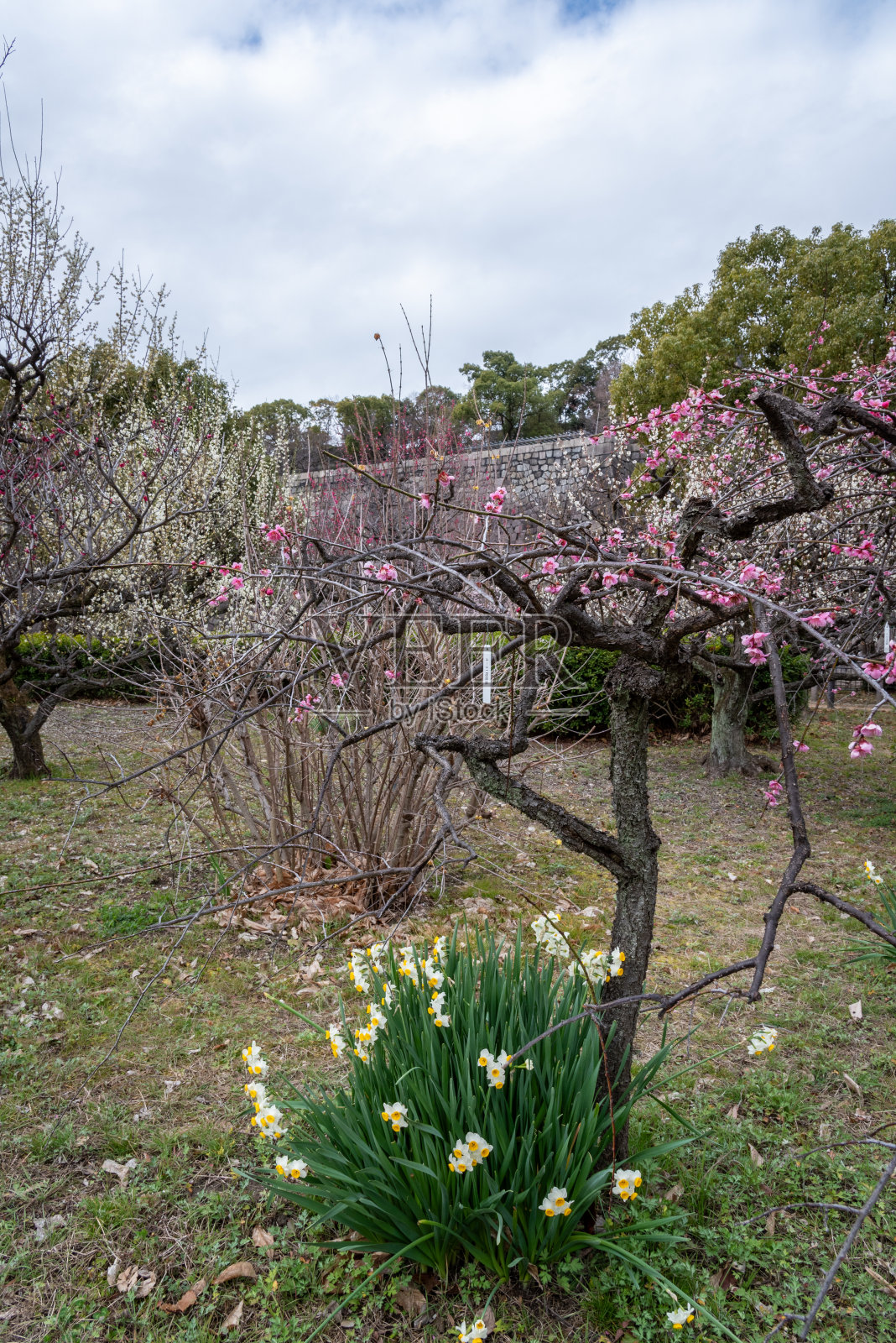 大阪城堡公园在樱花盛开的季节，日本大阪照片摄影图片