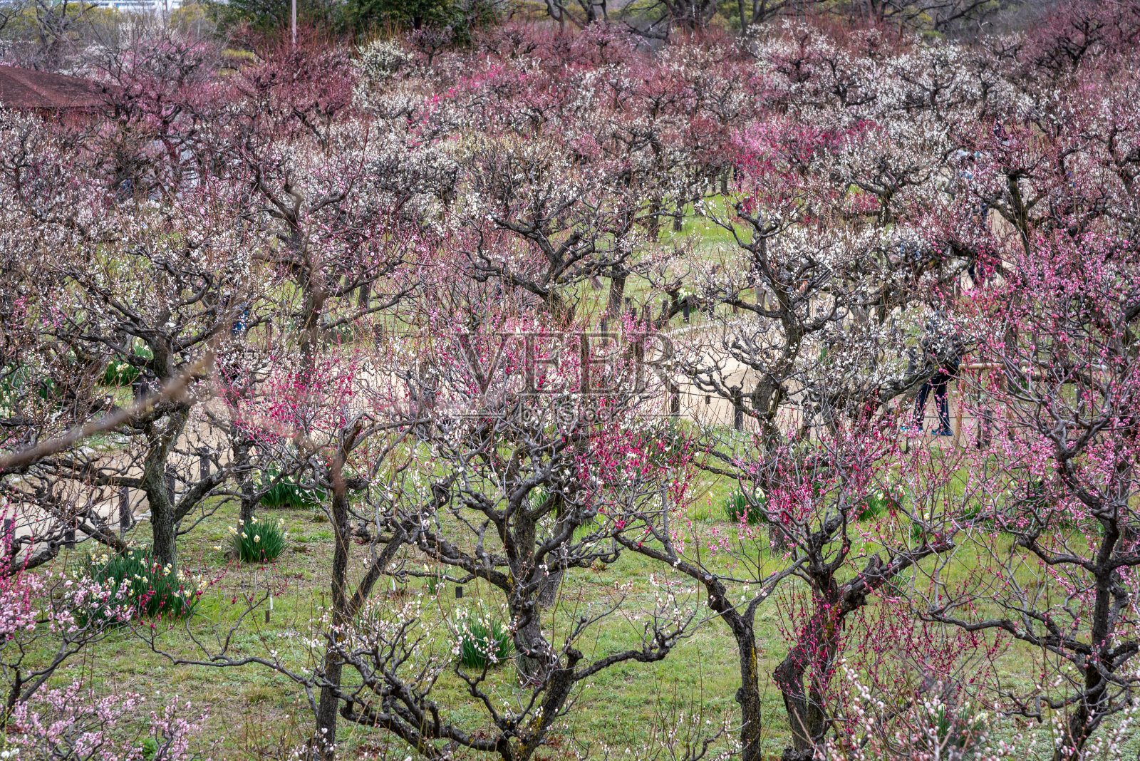 大阪城堡公园在樱花盛开的季节,日本大阪照片摄影图片