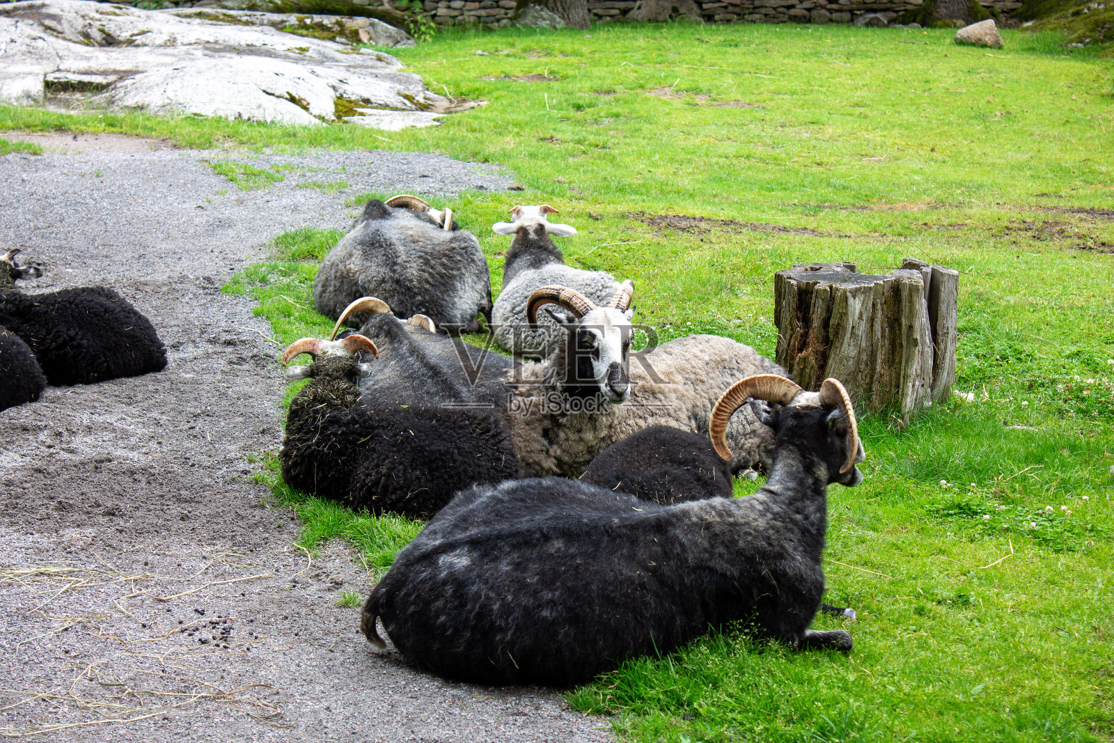 2024年，瑞典斯德哥尔摩，公园里的山羊照片摄影图片