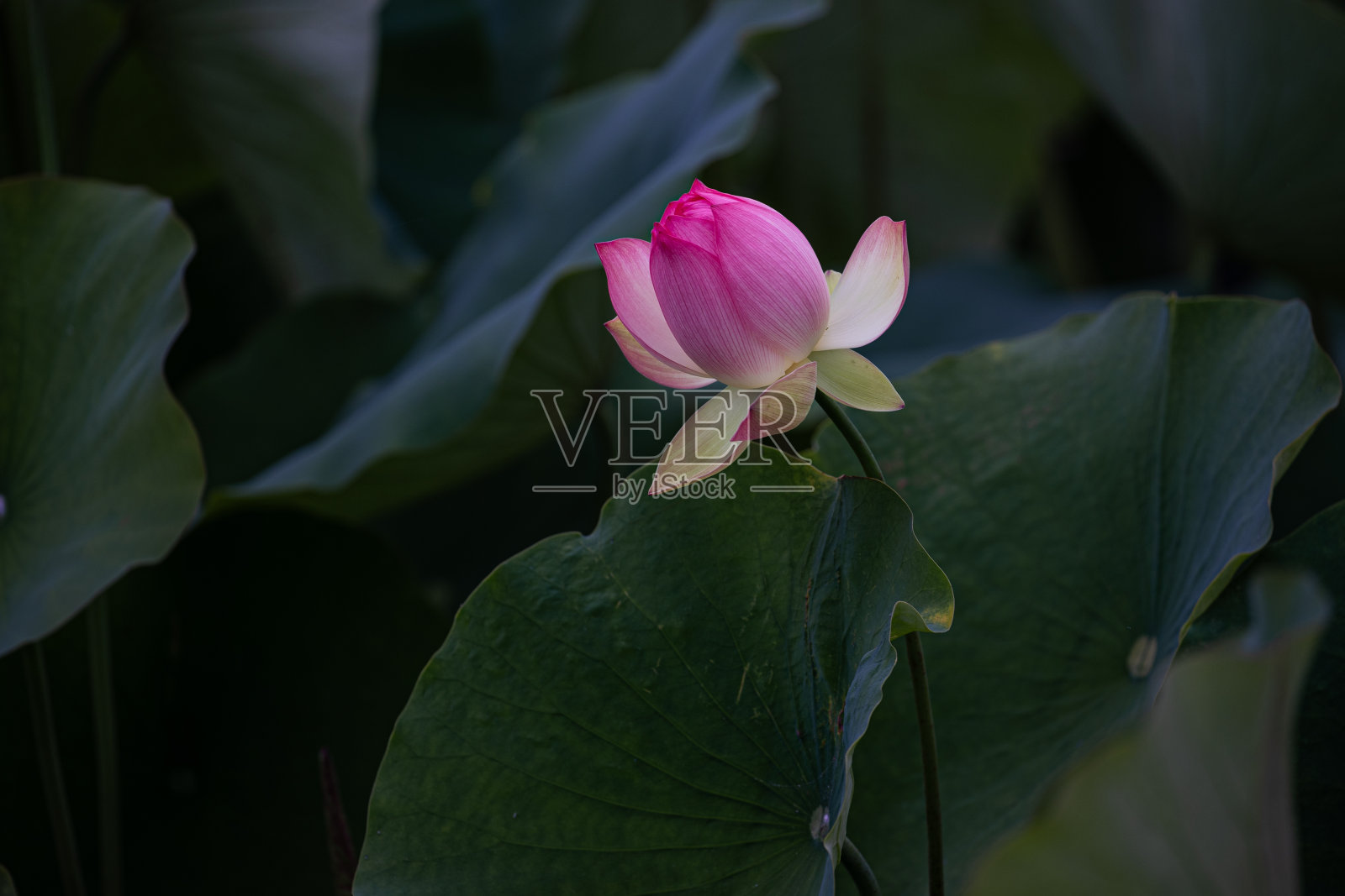 荷花的诗性照片摄影图片