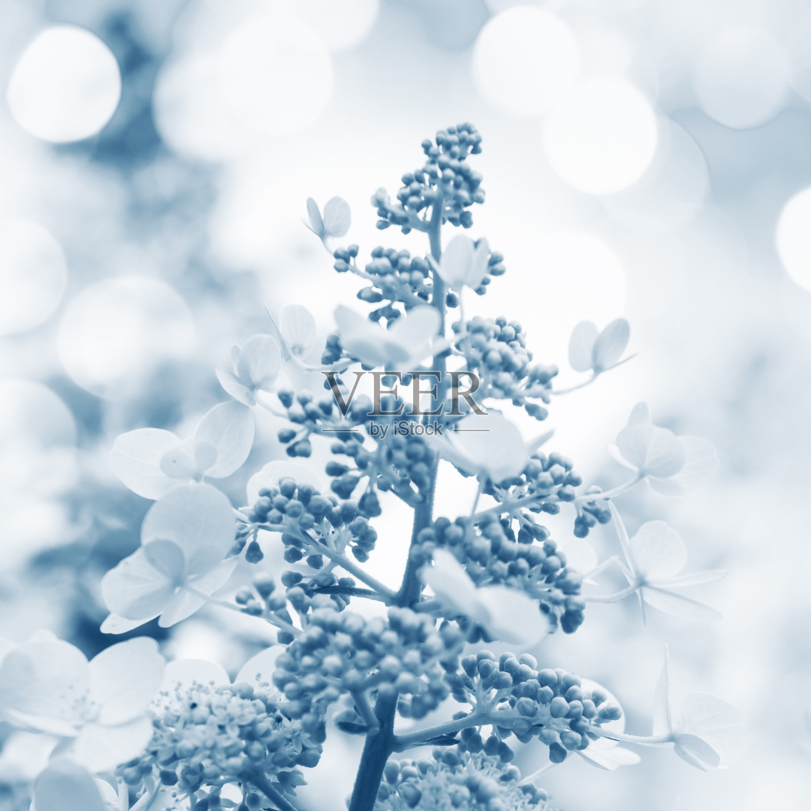 绣球花(调色图)照片摄影图片