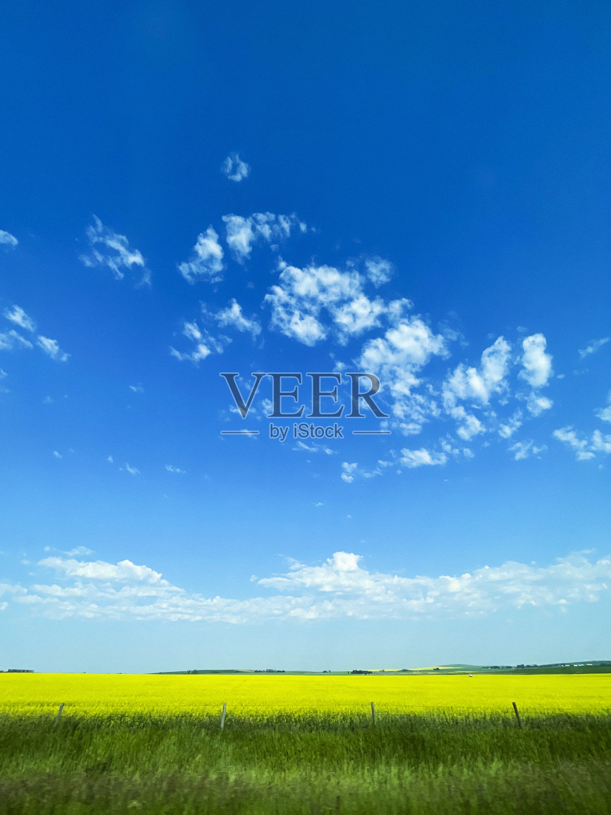 加拿大阿尔伯塔省的油菜籽田照片摄影图片