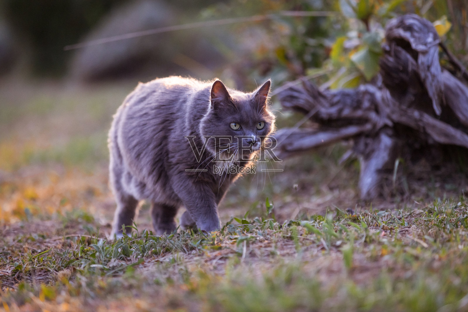 家猫在草地上走。照片摄影图片