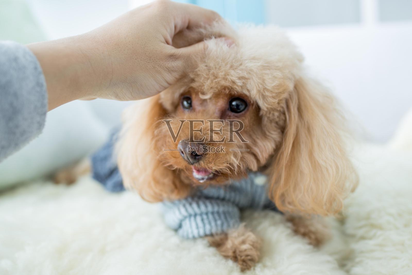 抚摸贵宾犬的人照片摄影图片