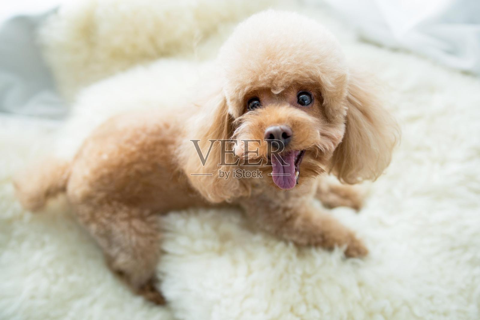 一只毛茸茸的棕色玩具贵宾狗，脸上带着快乐的表情，正坐在白色的毛皮毯子上照片摄影图片