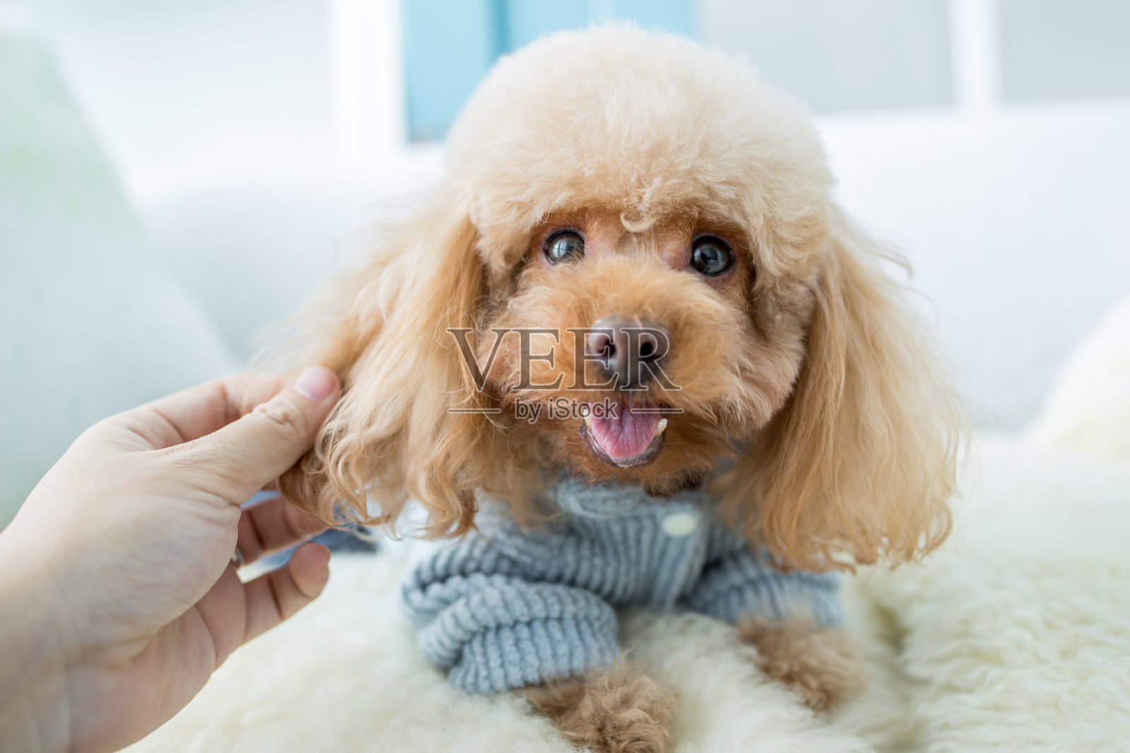 可爱的狗在客厅休息照片摄影图片