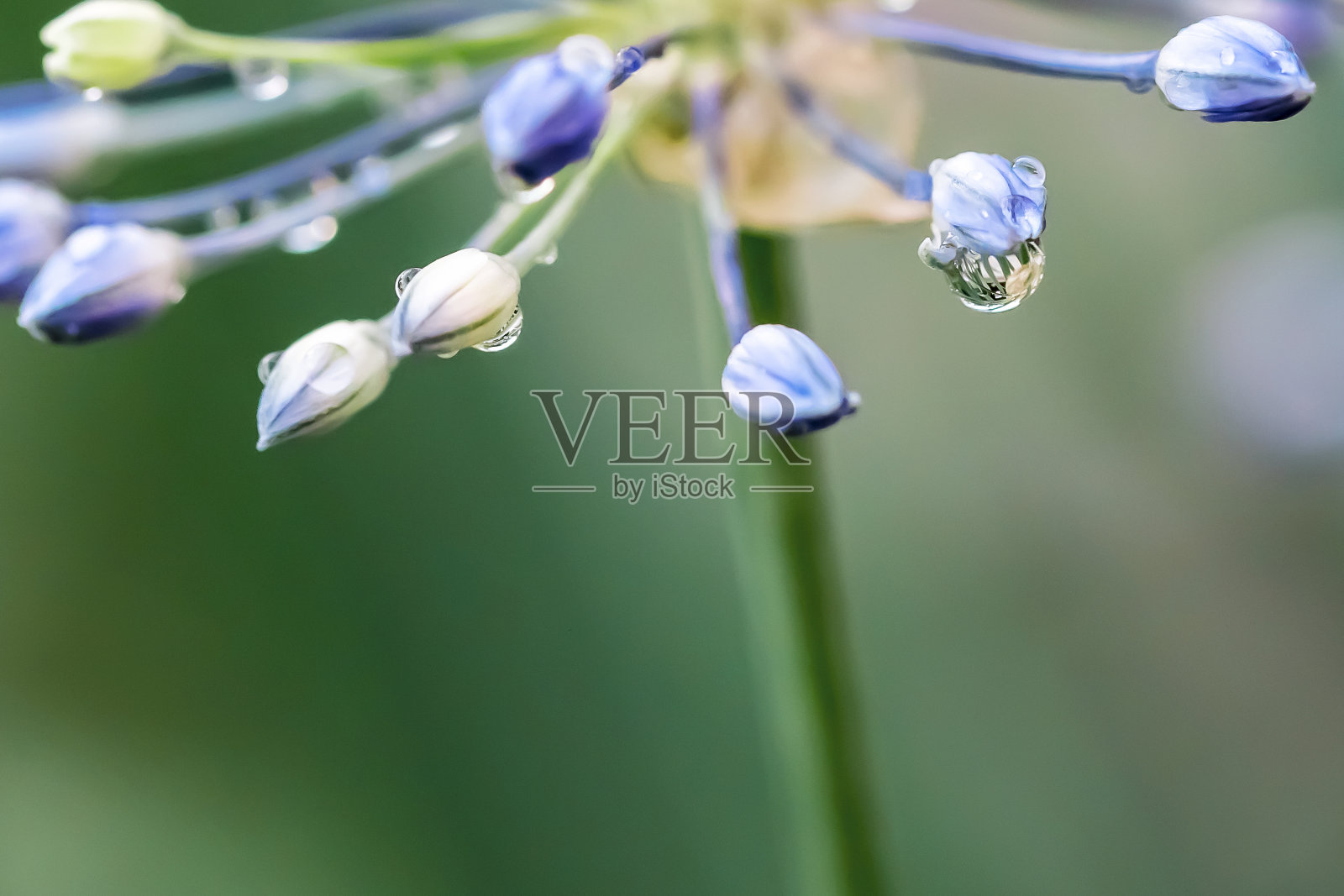 观赏洋葱花特写照片摄影图片