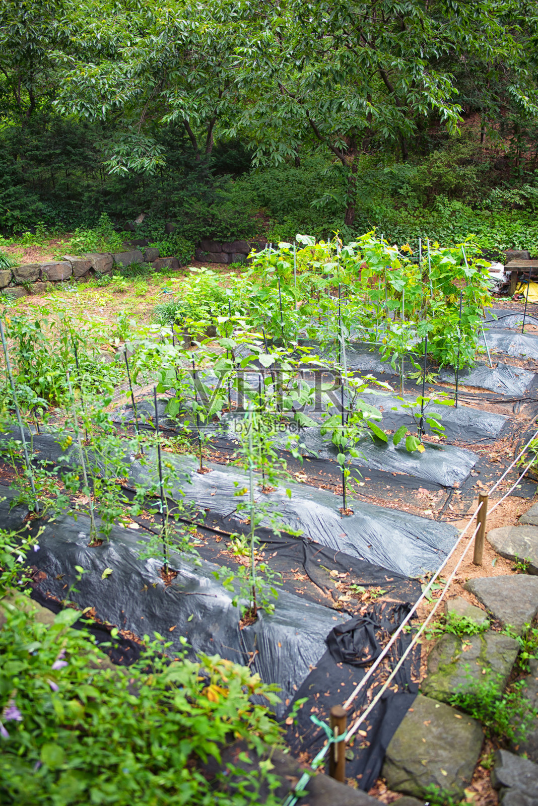 夏季菜园照片摄影图片
