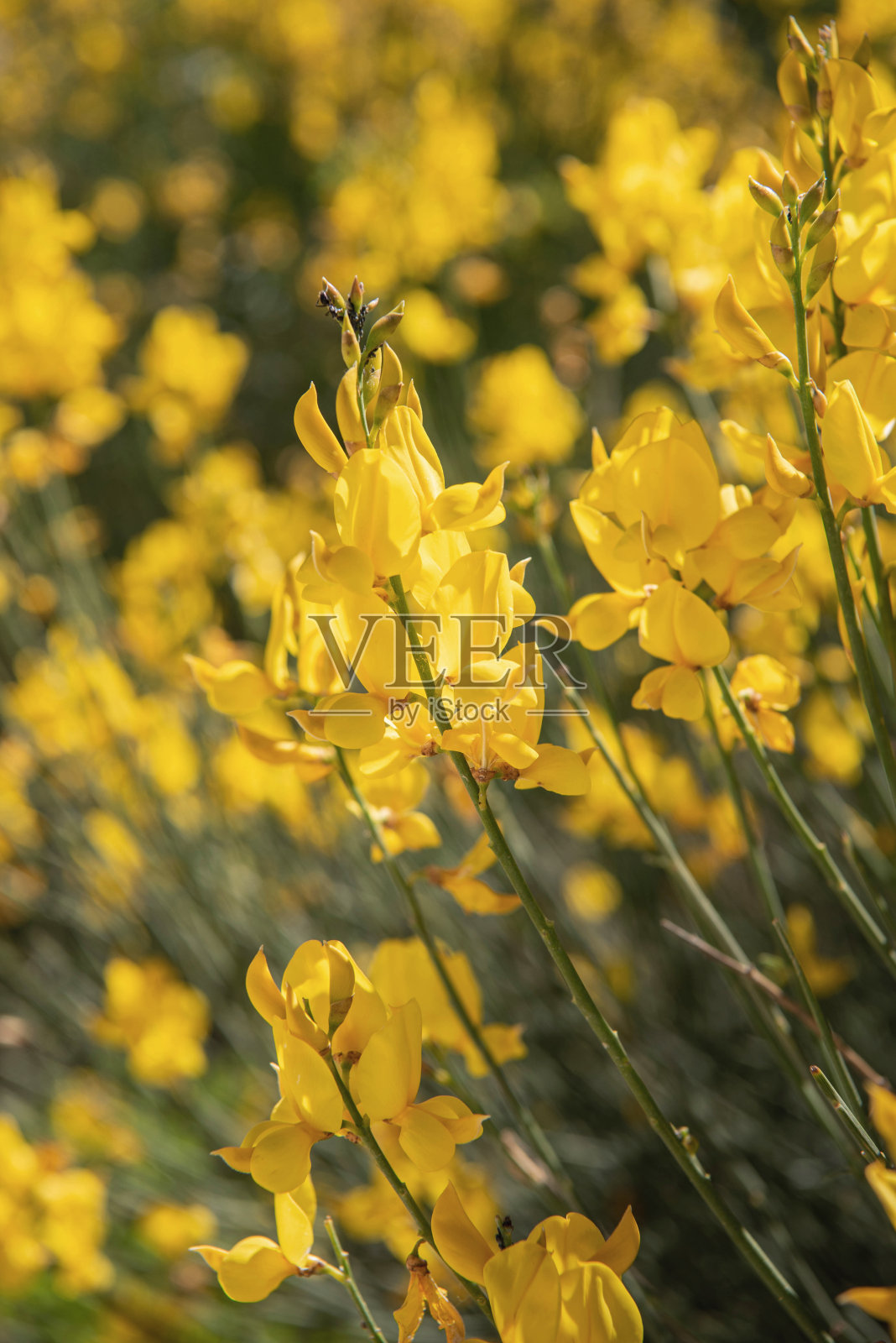 盛开中的西班牙金雀花(Spartium junceum)，特写照片摄影图片