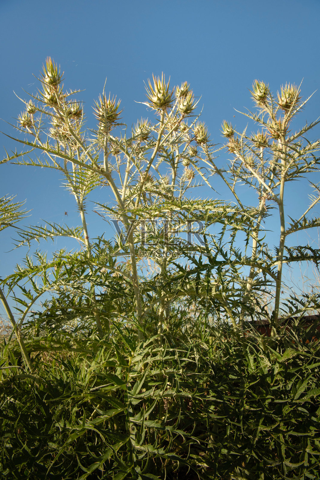石竹，石竹属植物照片摄影图片