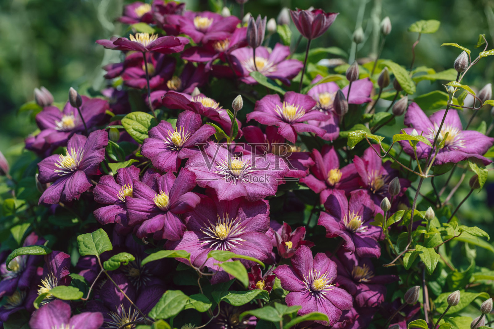 亮粉色铁线莲在绿色的叶子背景上。大的纹理花瓣。夏天花的背景。照片摄影图片