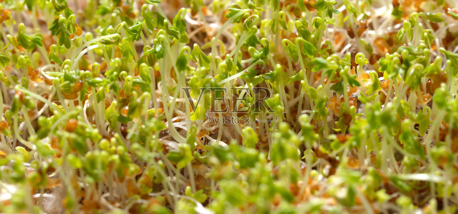 豆瓣菜沙拉的发芽粒。在家种植微型蔬菜。健康超级食品的概念。照片摄影图片