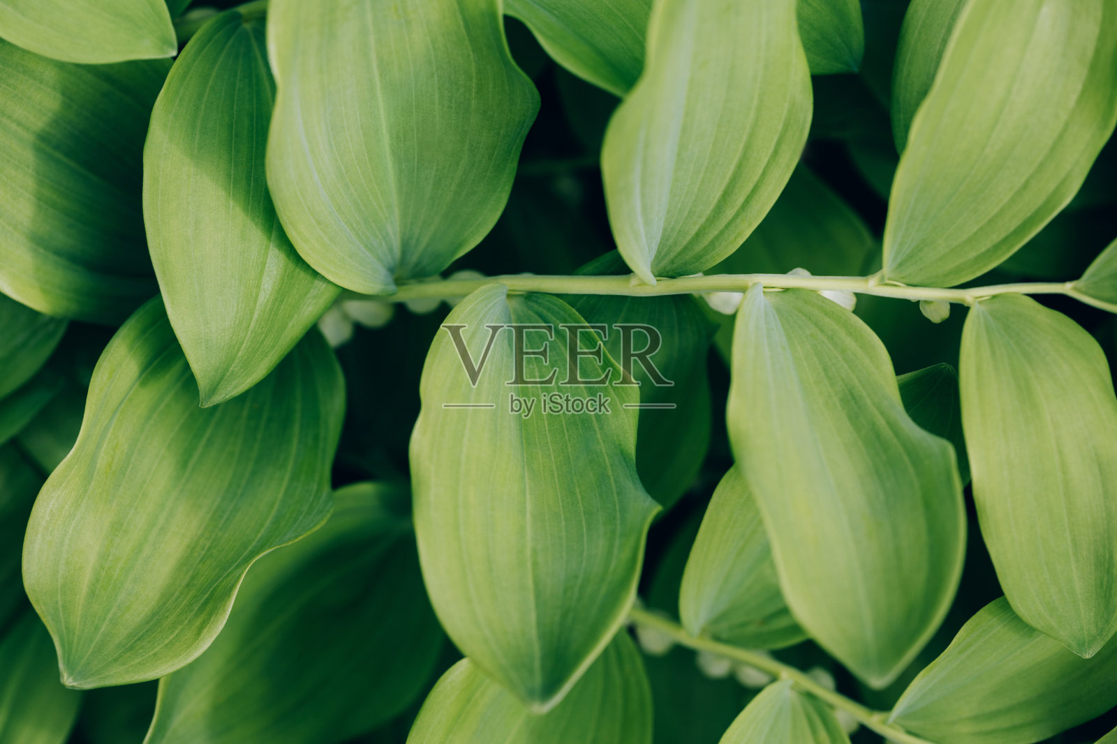 绿叶纹理或背景。黄精或所罗门海豹闭合。自然的绿叶背景。照片摄影图片