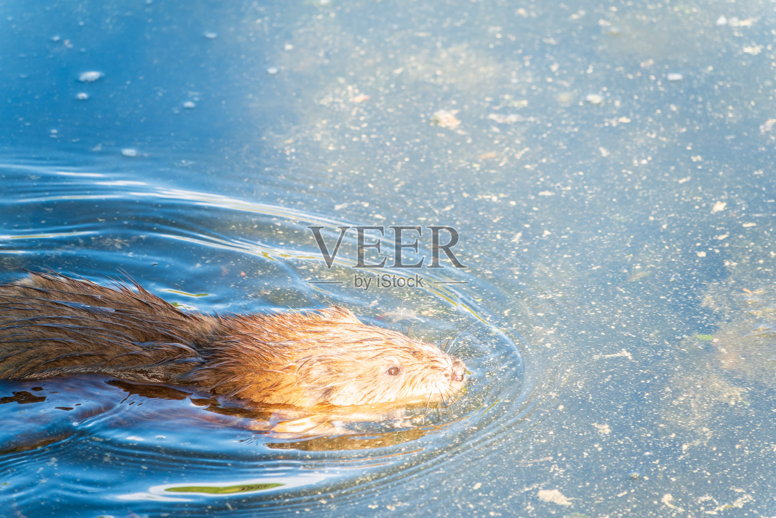 麝鼠，Ondatra zibethususat在湖面上游泳。照片摄影图片