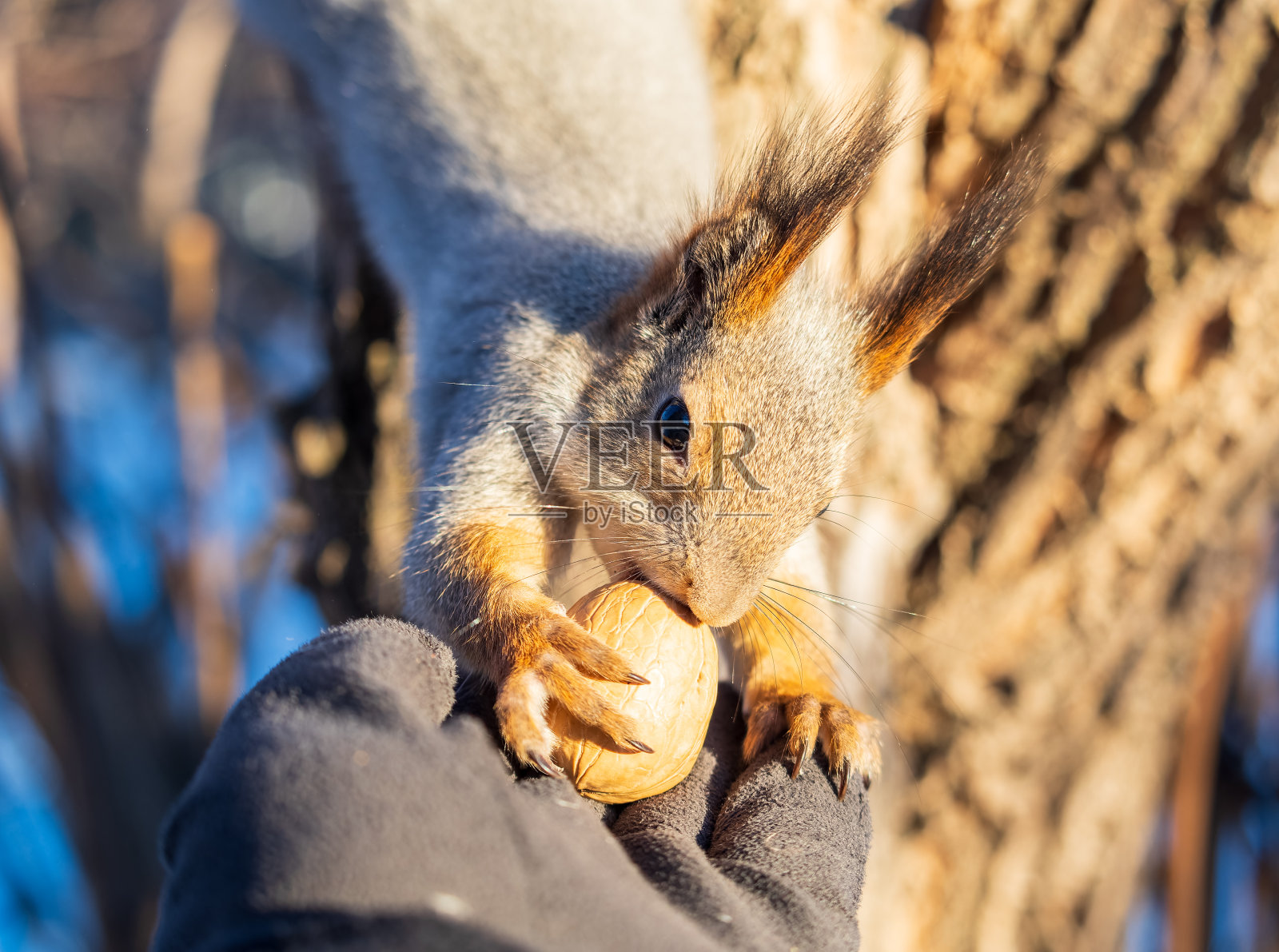 松鼠吃人手里的坚果。在冬季或秋季照顾动物。照片摄影图片