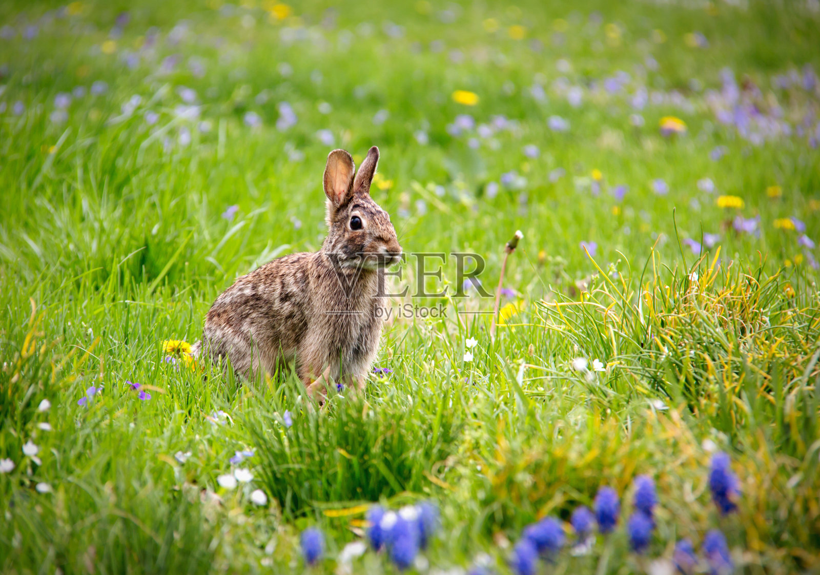 兔子坐在田野里照片摄影图片