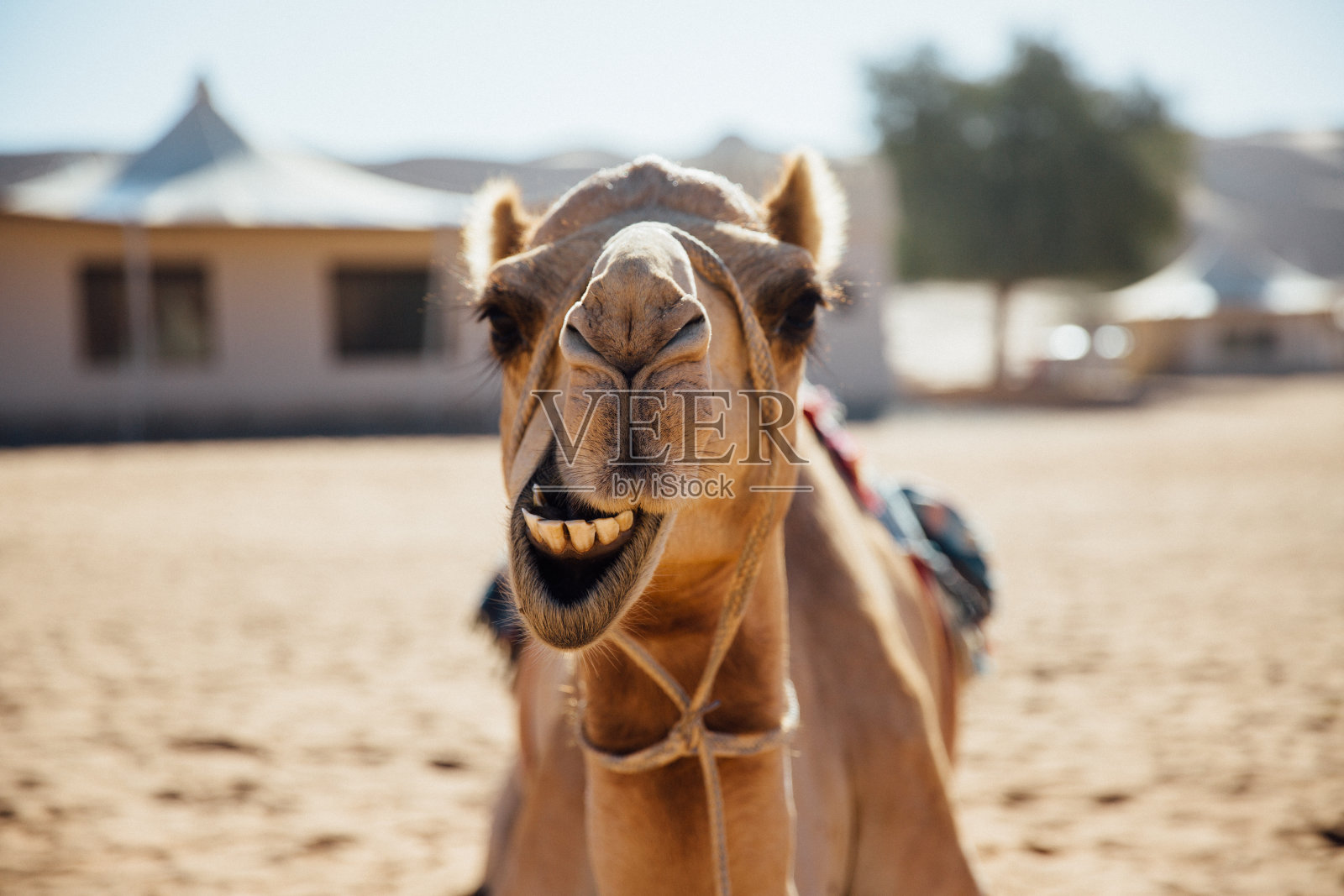 狗的特写肖像照片摄影图片