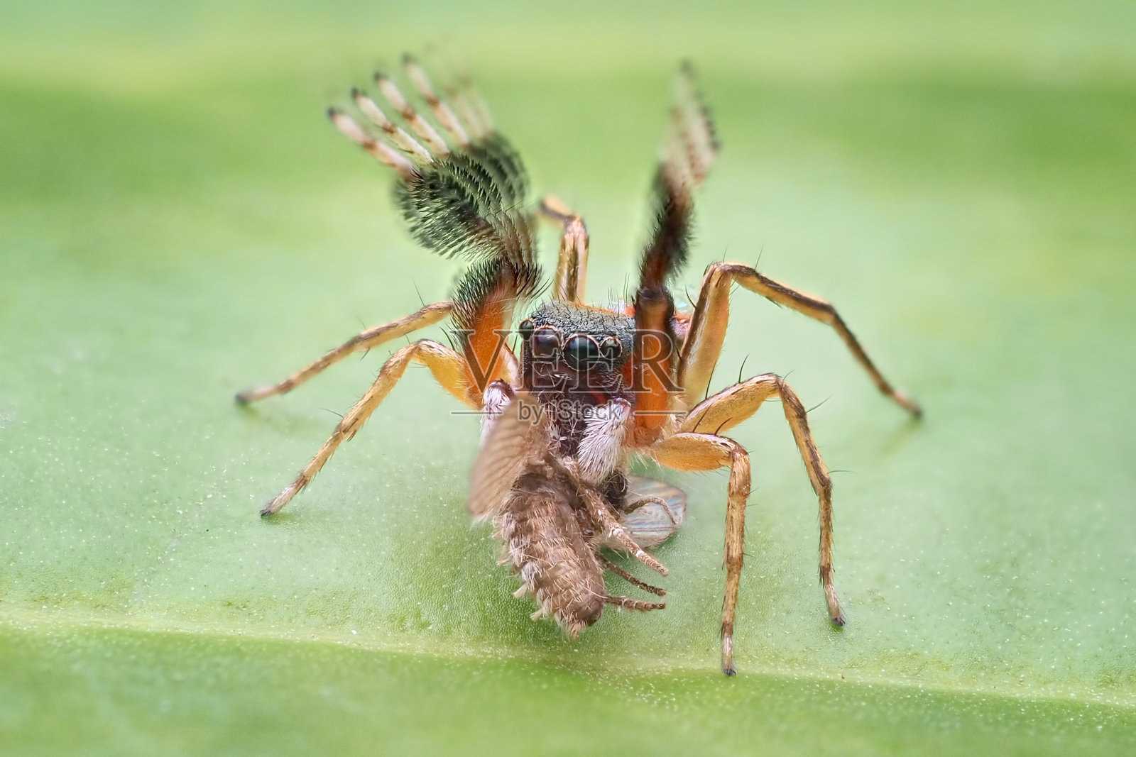 蜘蛛在叶子上的高角度视图照片摄影图片