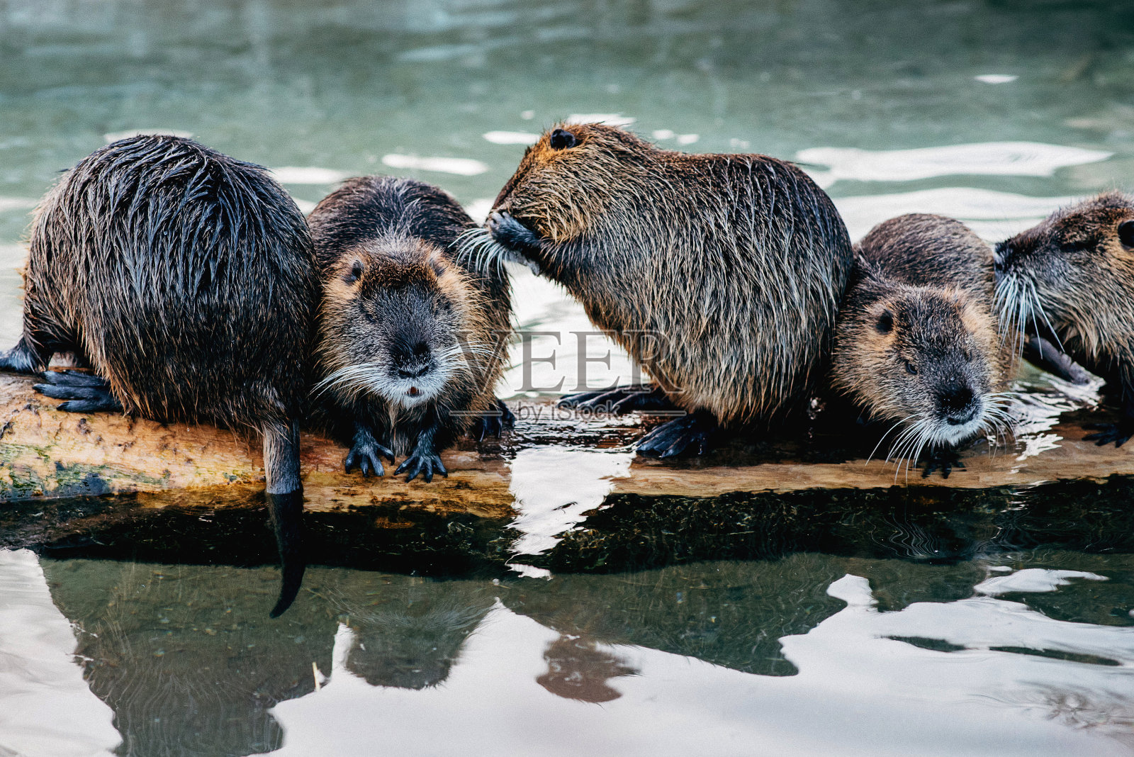 湖中游泳的海狸照片摄影图片
