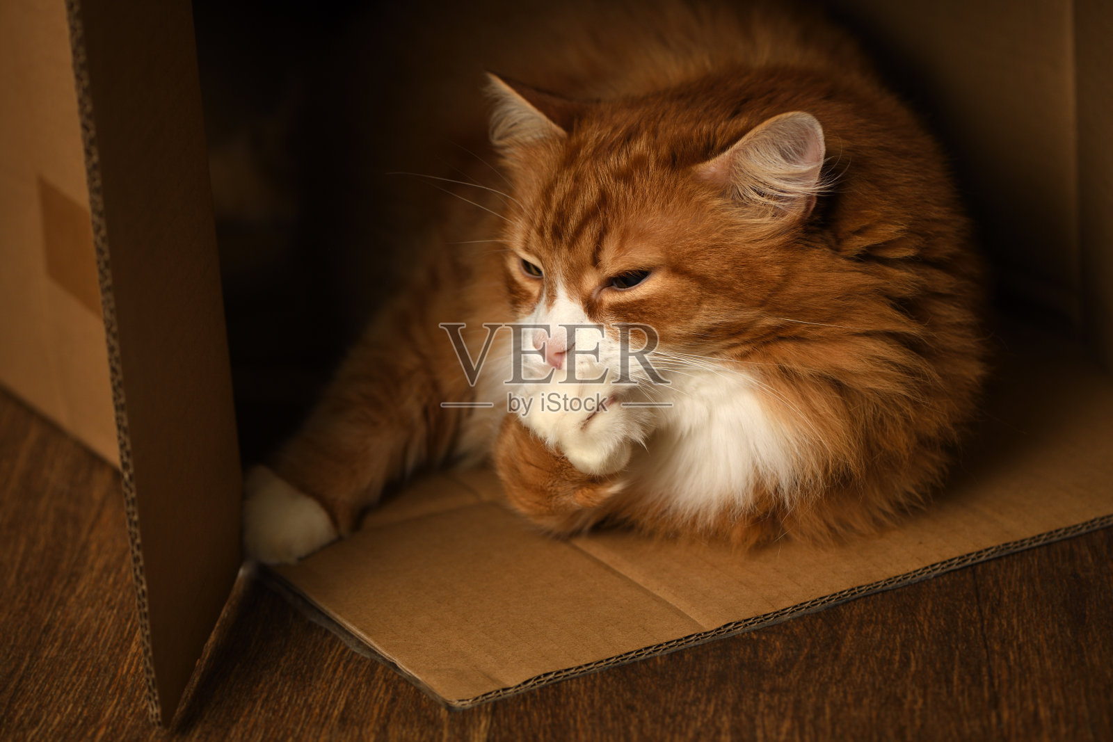 盒子里的姜黄色猫照片摄影图片