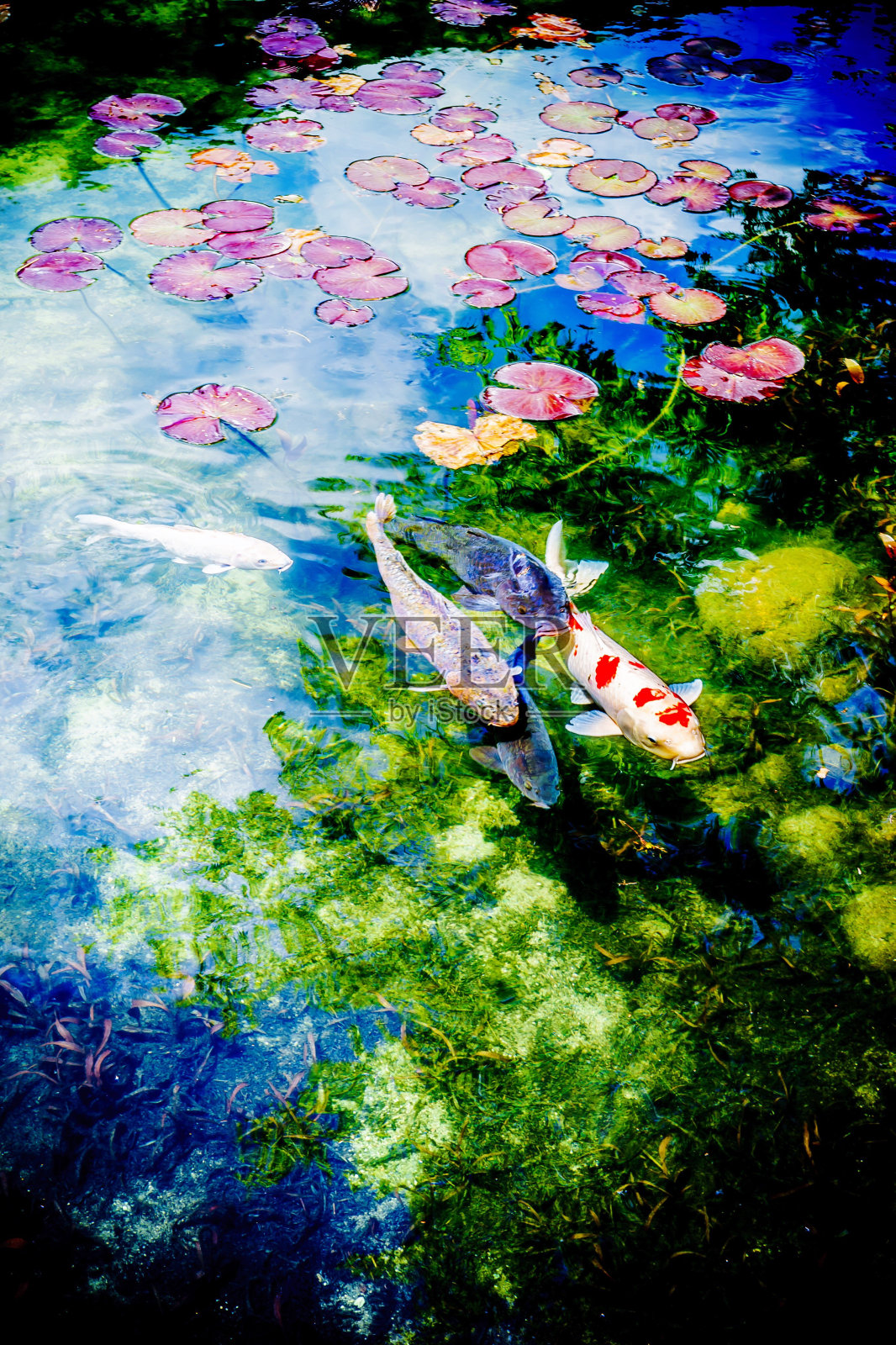 在平静的湖中游泳的锦鲤的高视角照片摄影图片