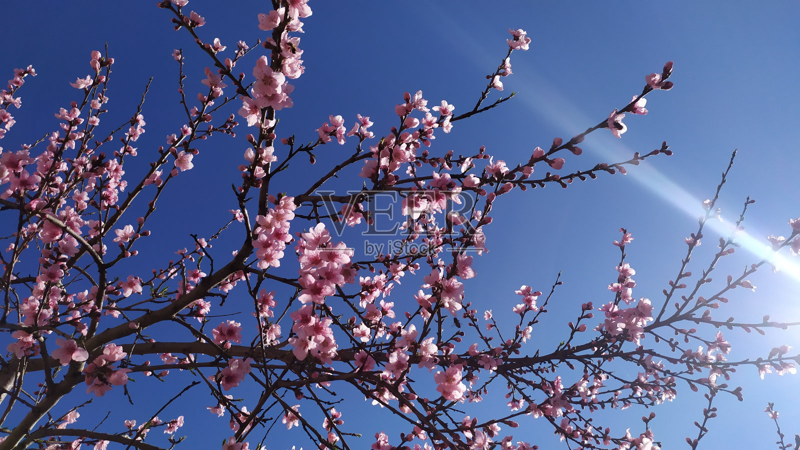 樱花对着天空的低角度视图照片摄影图片