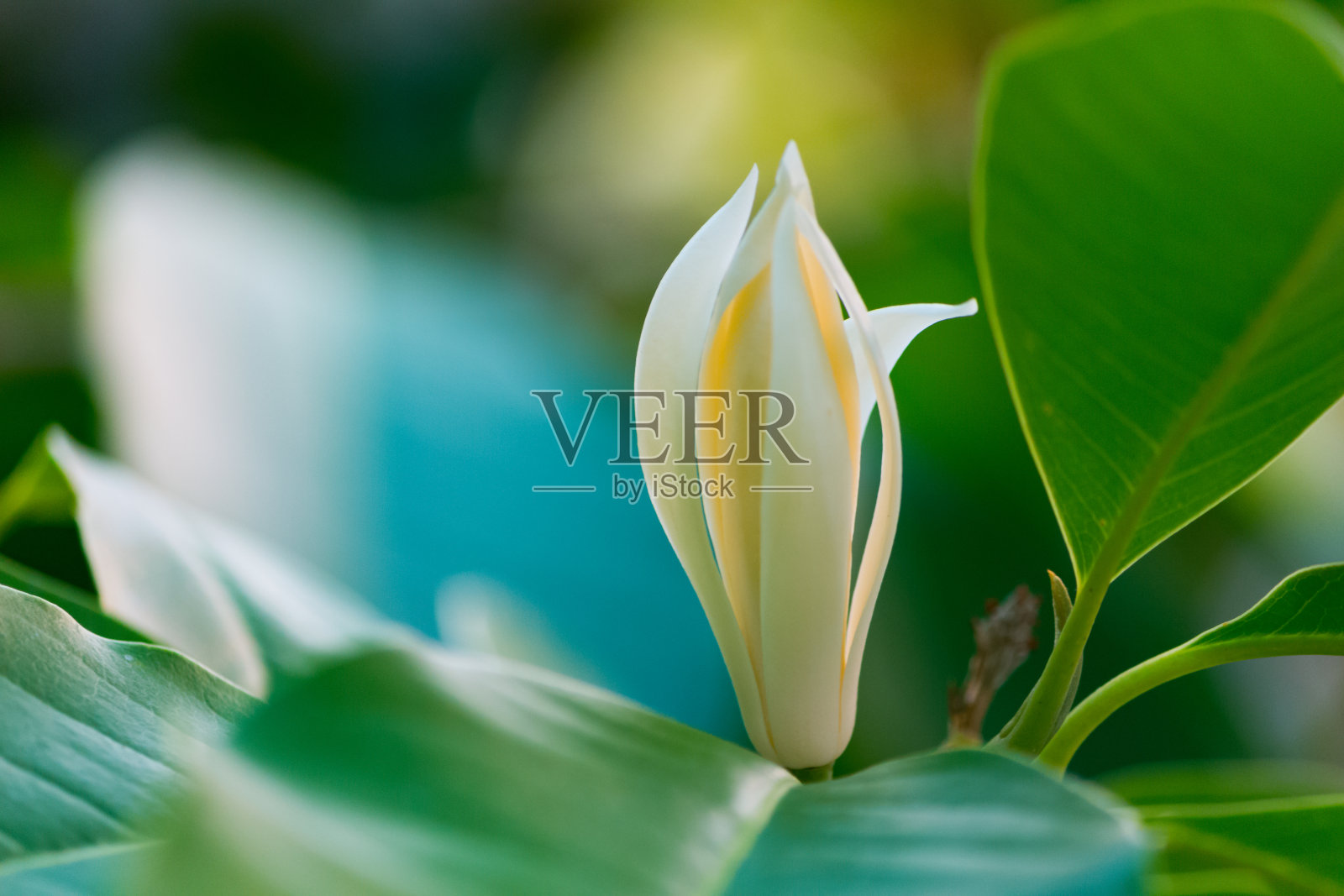 白色开花植物特写照片摄影图片