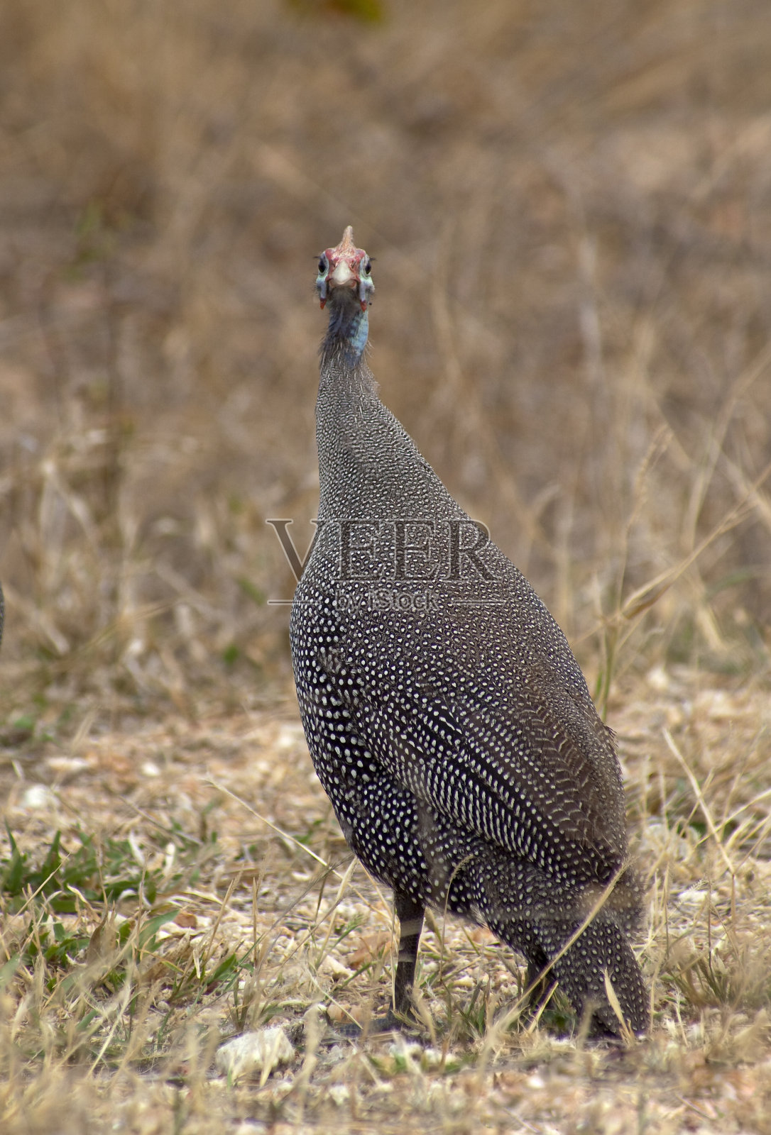佩戴头盔的珠照片摄影图片