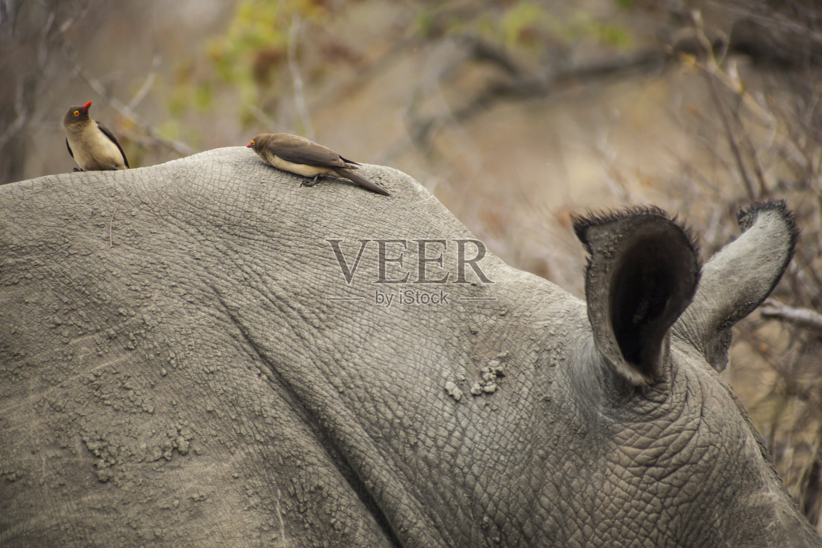 红嘴牛椋鸟在白犀牛背上照片摄影图片