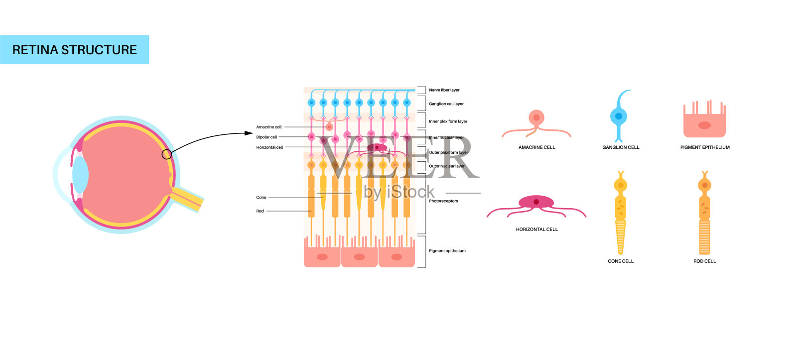视网膜结构海报插画图片素材