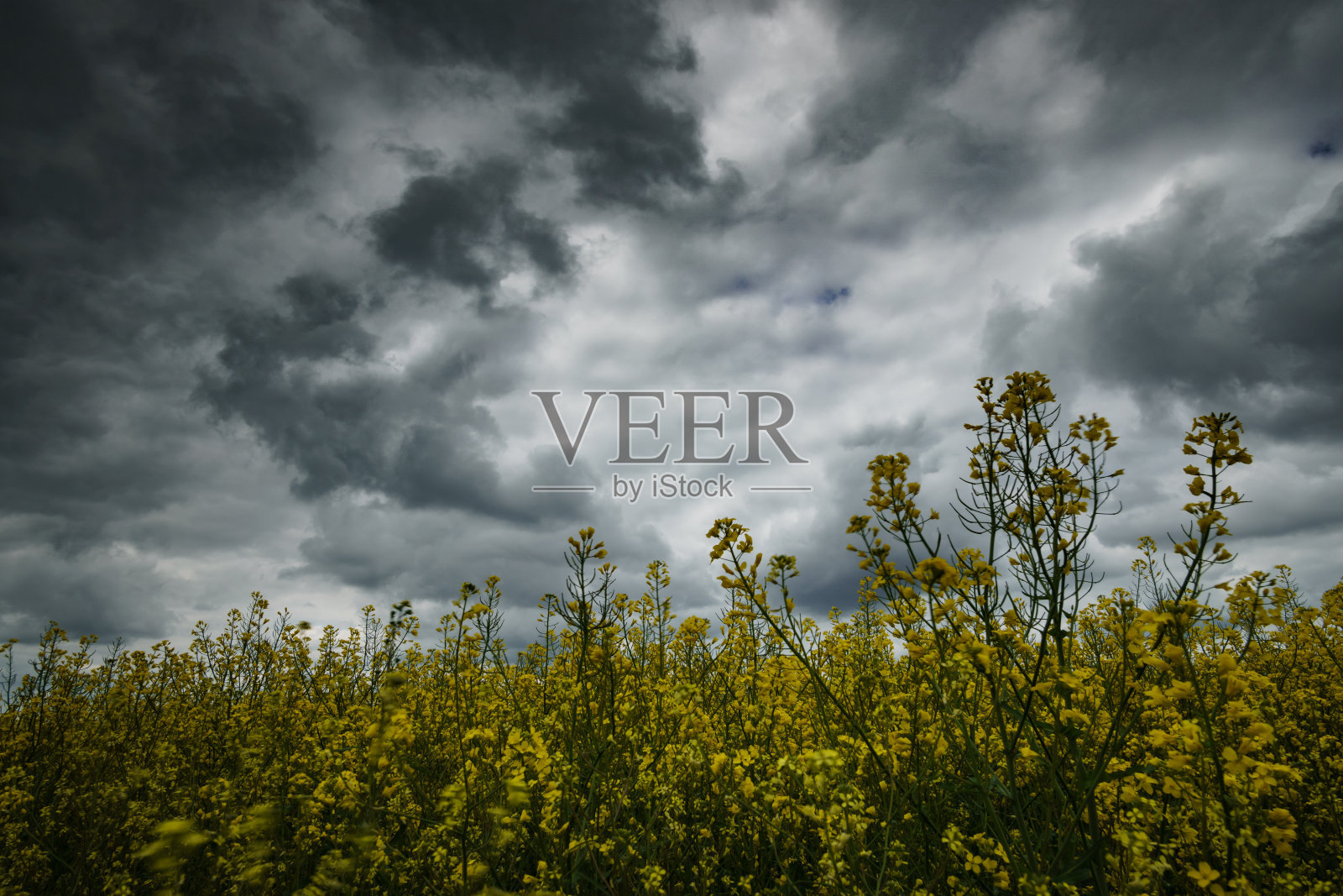 一片开着黄色油菜花的农田，映衬着乌云密布的黑暗天空，春天的景色，多云的天气照片摄影图片