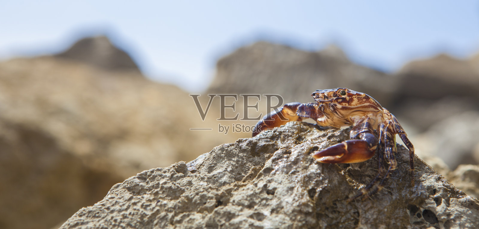 石纹岩蟹或石纹岩蟹照片摄影图片