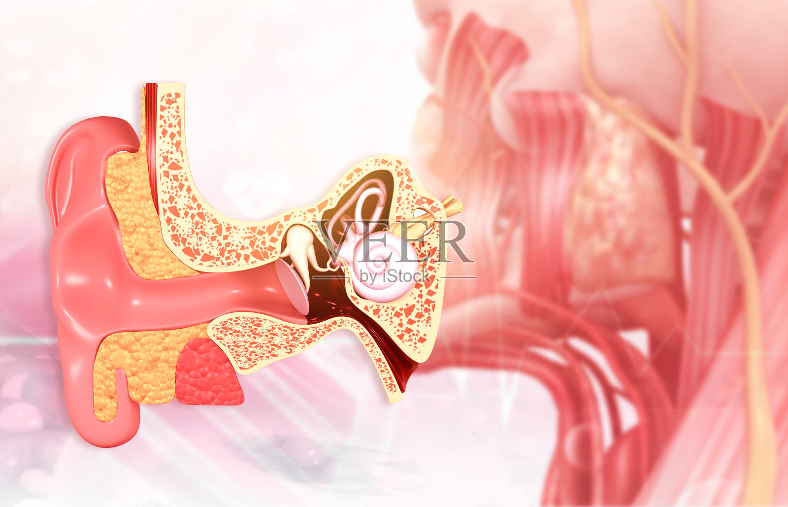 人耳横切面解剖照片摄影图片