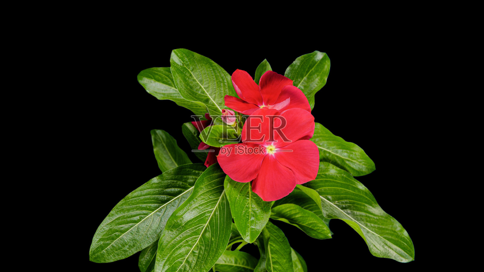 红色花花在黑色背景上盛开。常绿室内盆栽植物。马达加斯加角长春花作为观赏和药用园林植物照片摄影图片