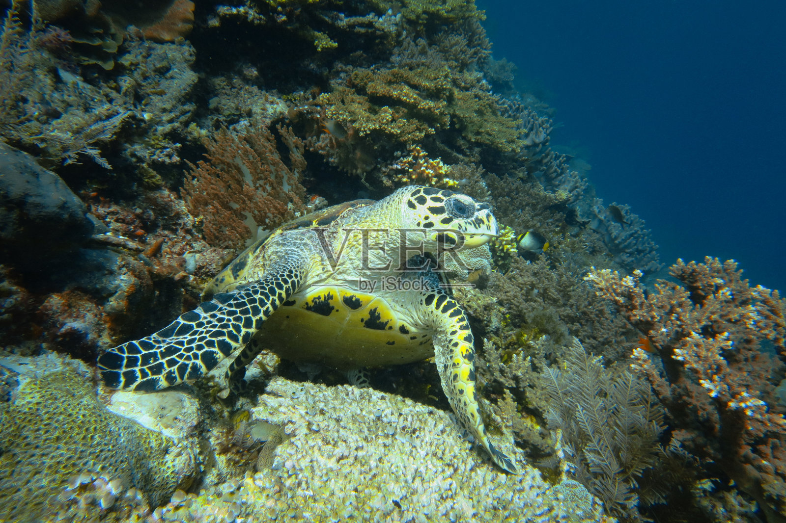 热带海域彩色珊瑚礁中的绿海龟照片摄影图片
