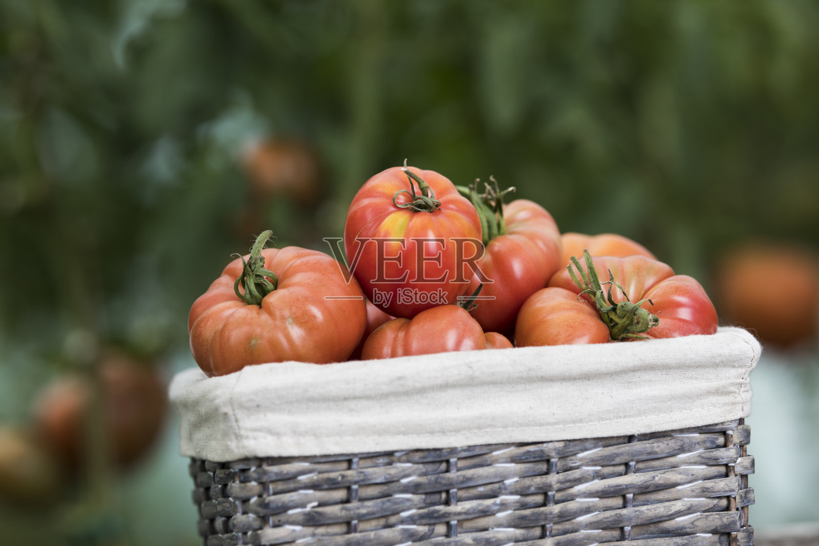 蔬菜，西红柿，在花园的桌子上照片摄影图片