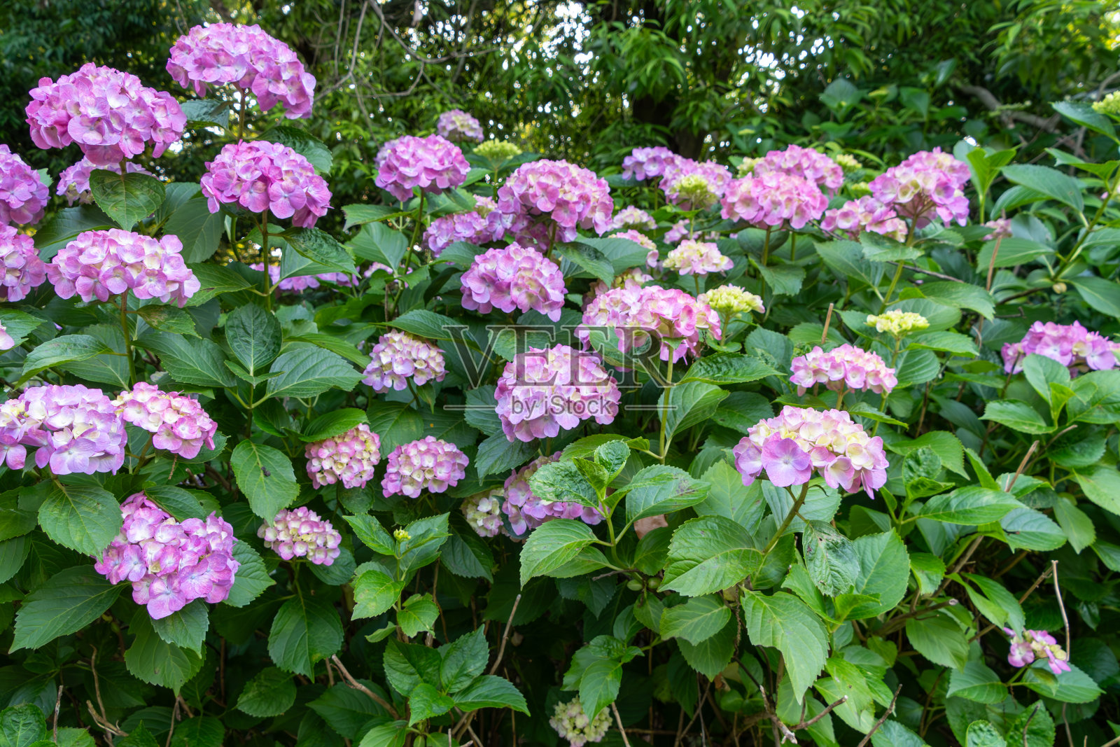 充满活力的粉红色绣球花盛开照片摄影图片