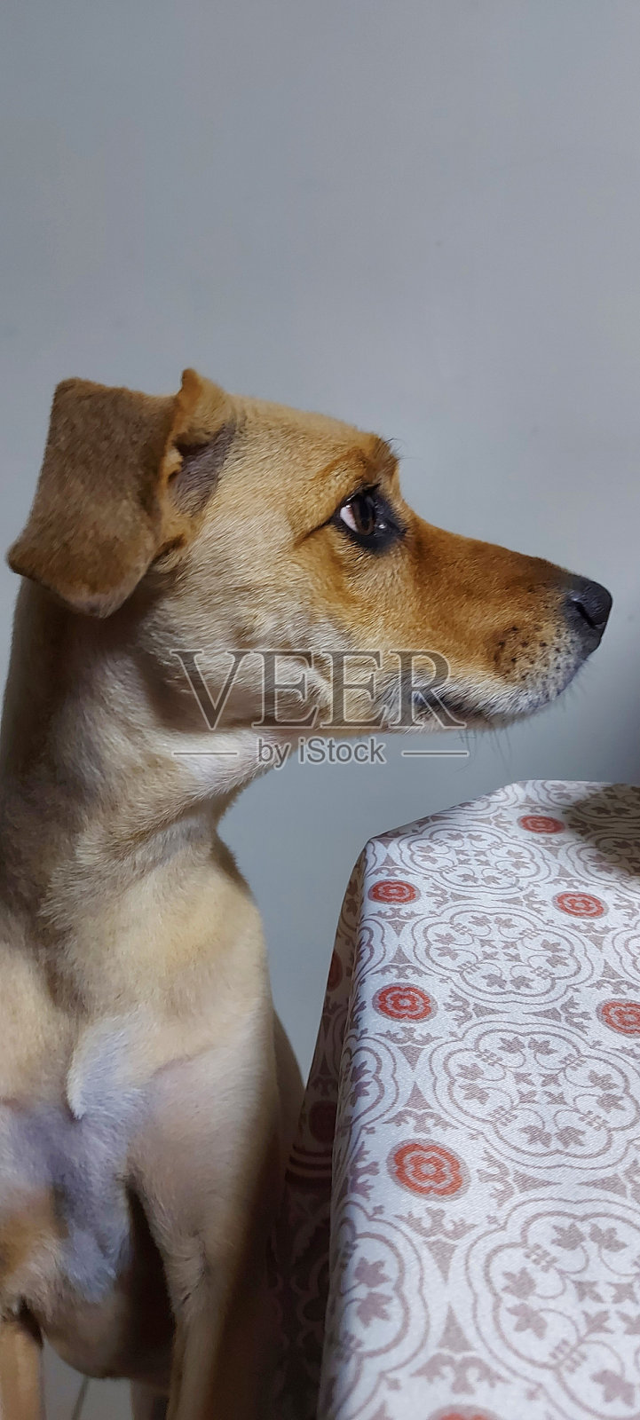 焦糖的狗照片摄影图片