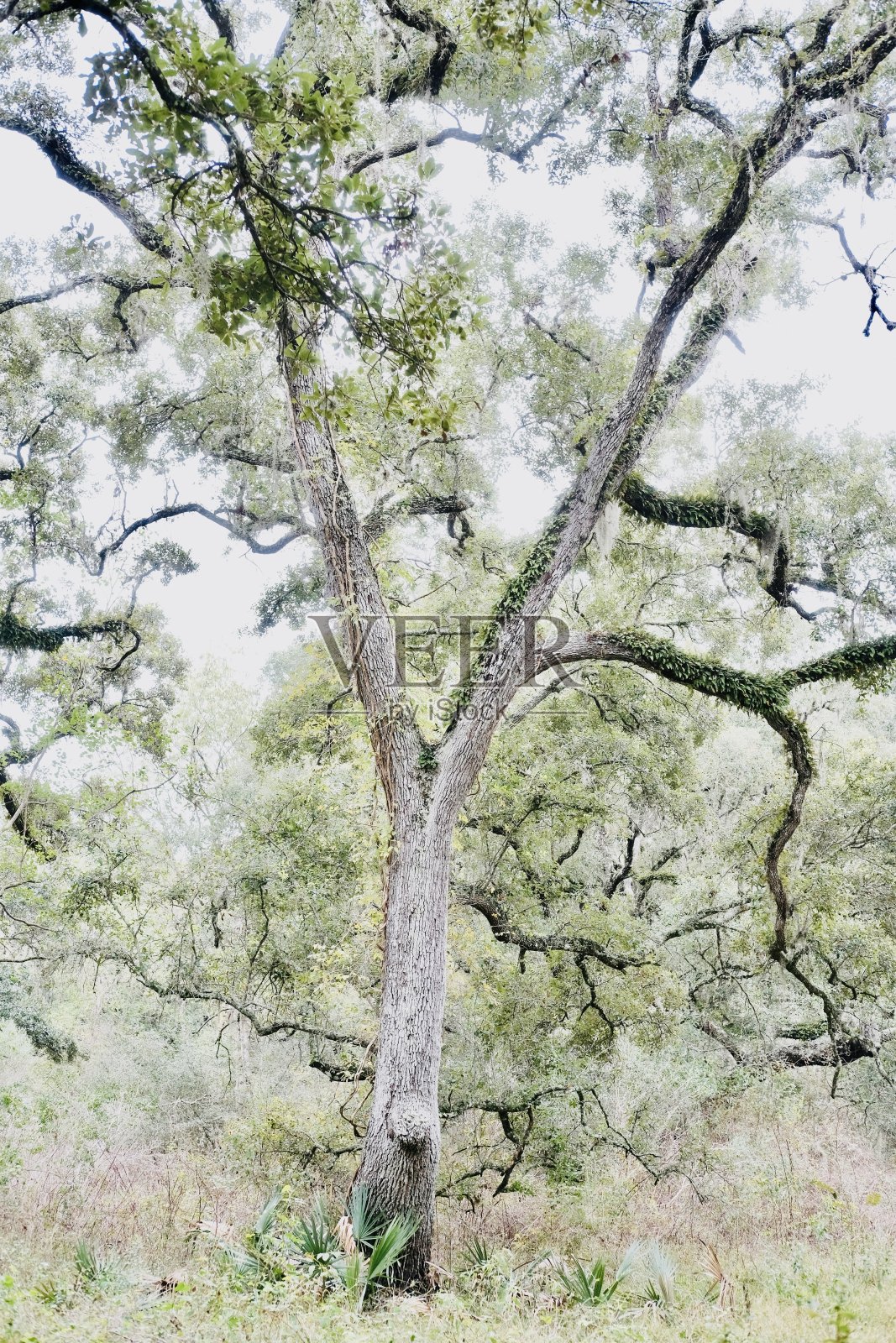 洼地树3照片摄影图片