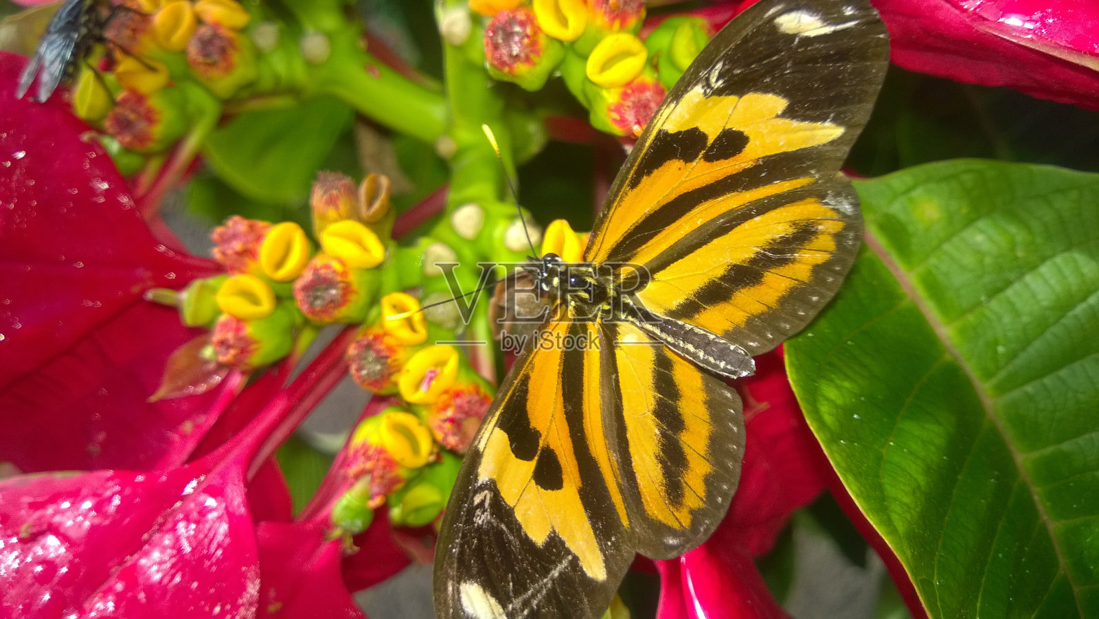 美丽的蝴蝶在花朵的颜色照片摄影图片
