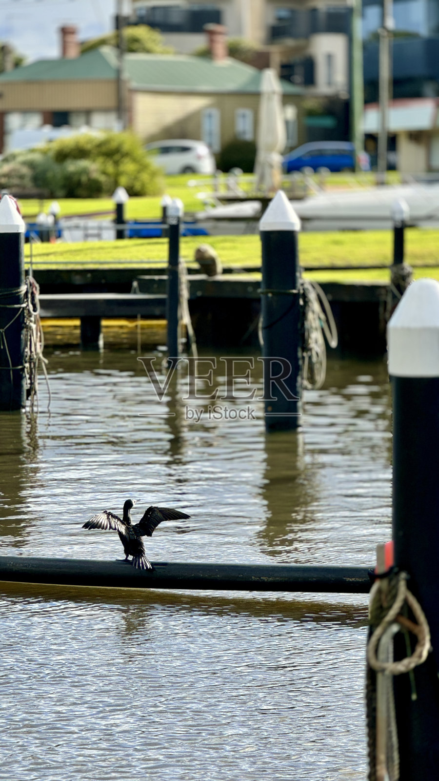 兴奋的鸭子照片摄影图片