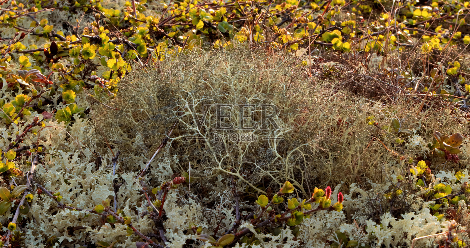 北极苔原地衣苔藓特写。主要发现在北极苔原，高山苔原地区，它是非常耐寒的。毛地衣，又称驯鹿杯地衣。照片摄影图片