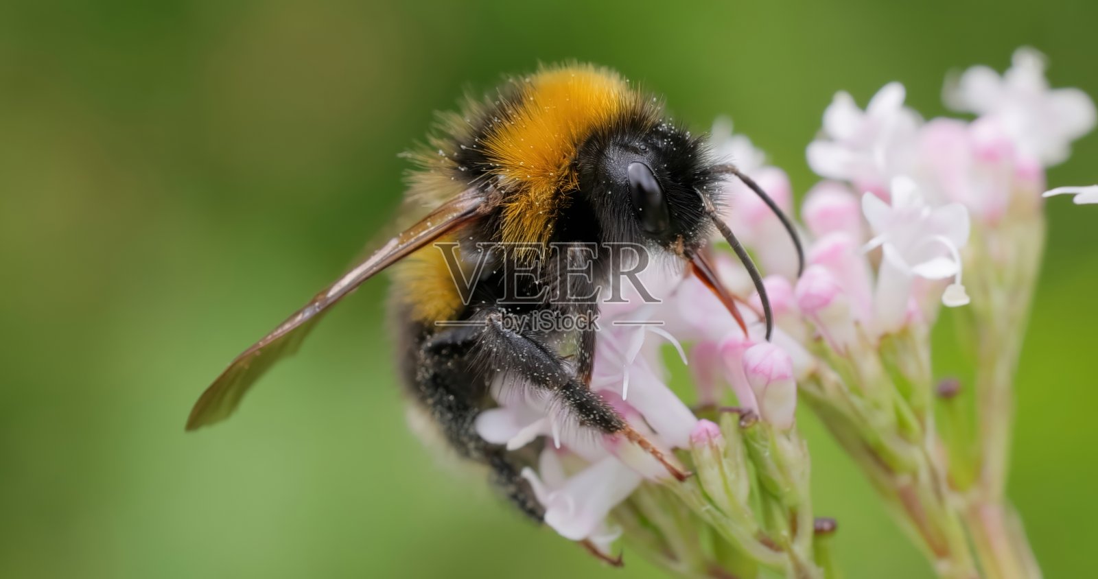 大黄蜂在晴天采集花蜜。照片摄影图片