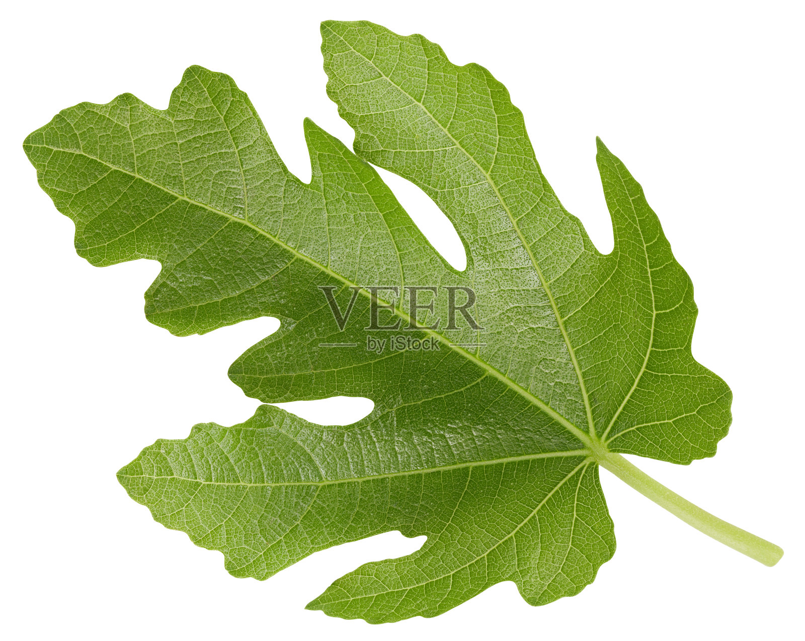 有机遮羞布微缩工作室照片照片摄影图片