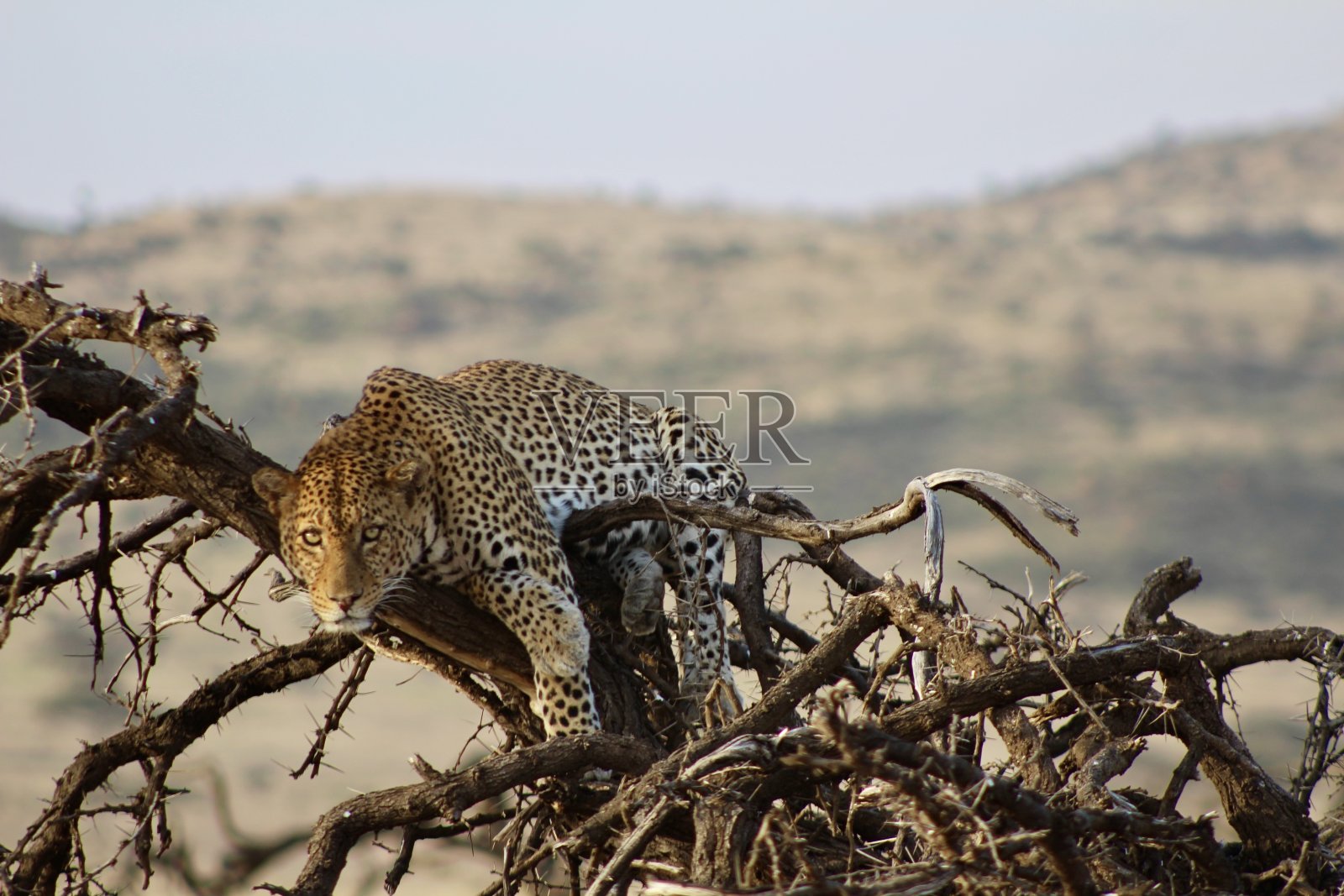 肯尼亚狩猎照片摄影图片
