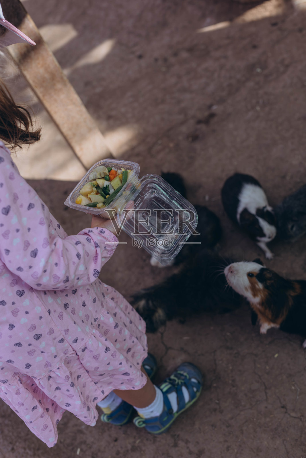 小孩在和豚鼠玩耍和喂食。去动物园或农场旅行。照片摄影图片