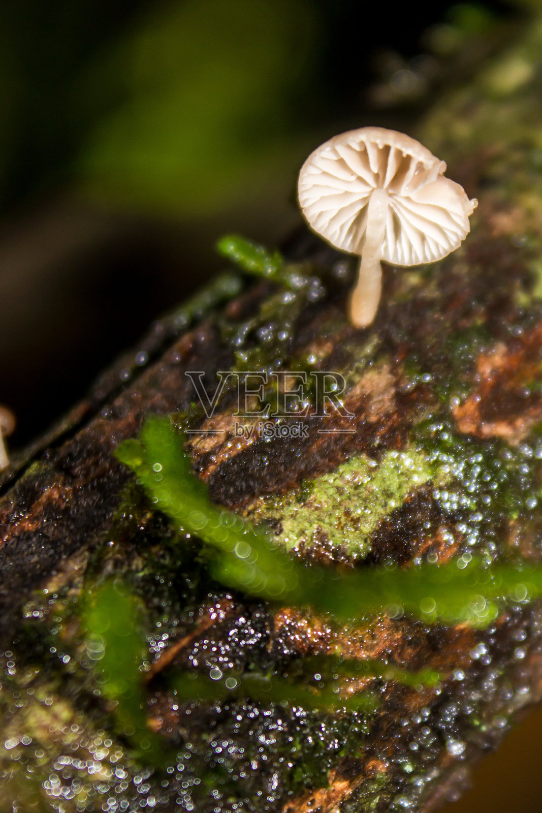 精致扭曲欺骗蘑菇(Laccaria Tortilis)照片摄影图片