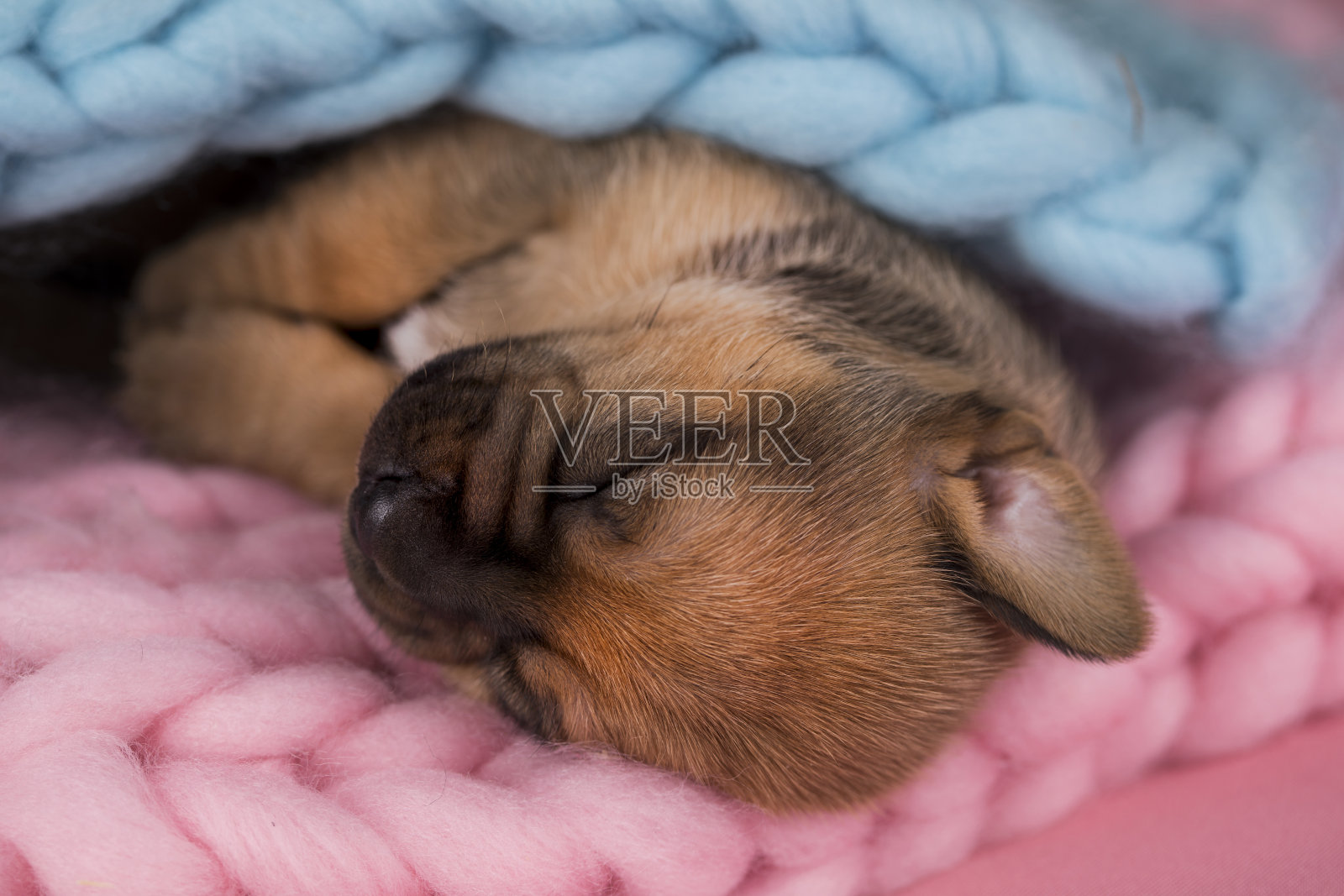 在毯子上睡觉的狗照片摄影图片