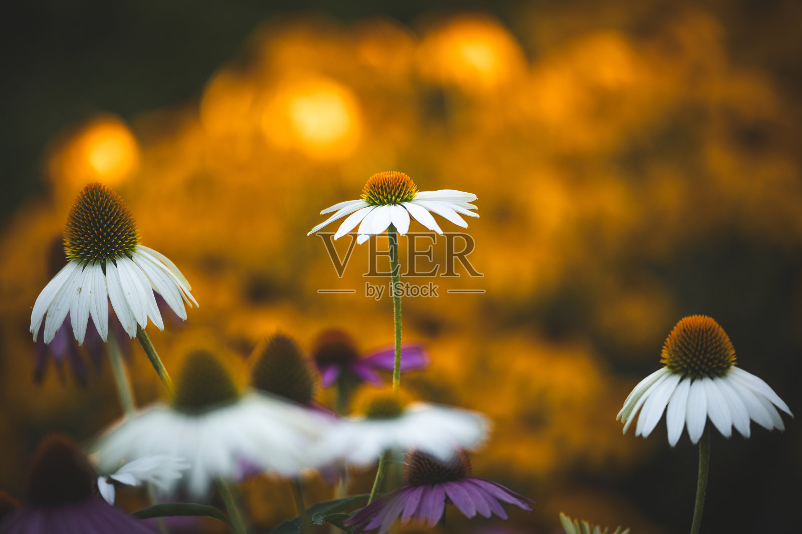 紫锥菊紫锥菊惊人的白色花在夏天的花园，花园灵感的壁纸或桌面背景照片摄影图片